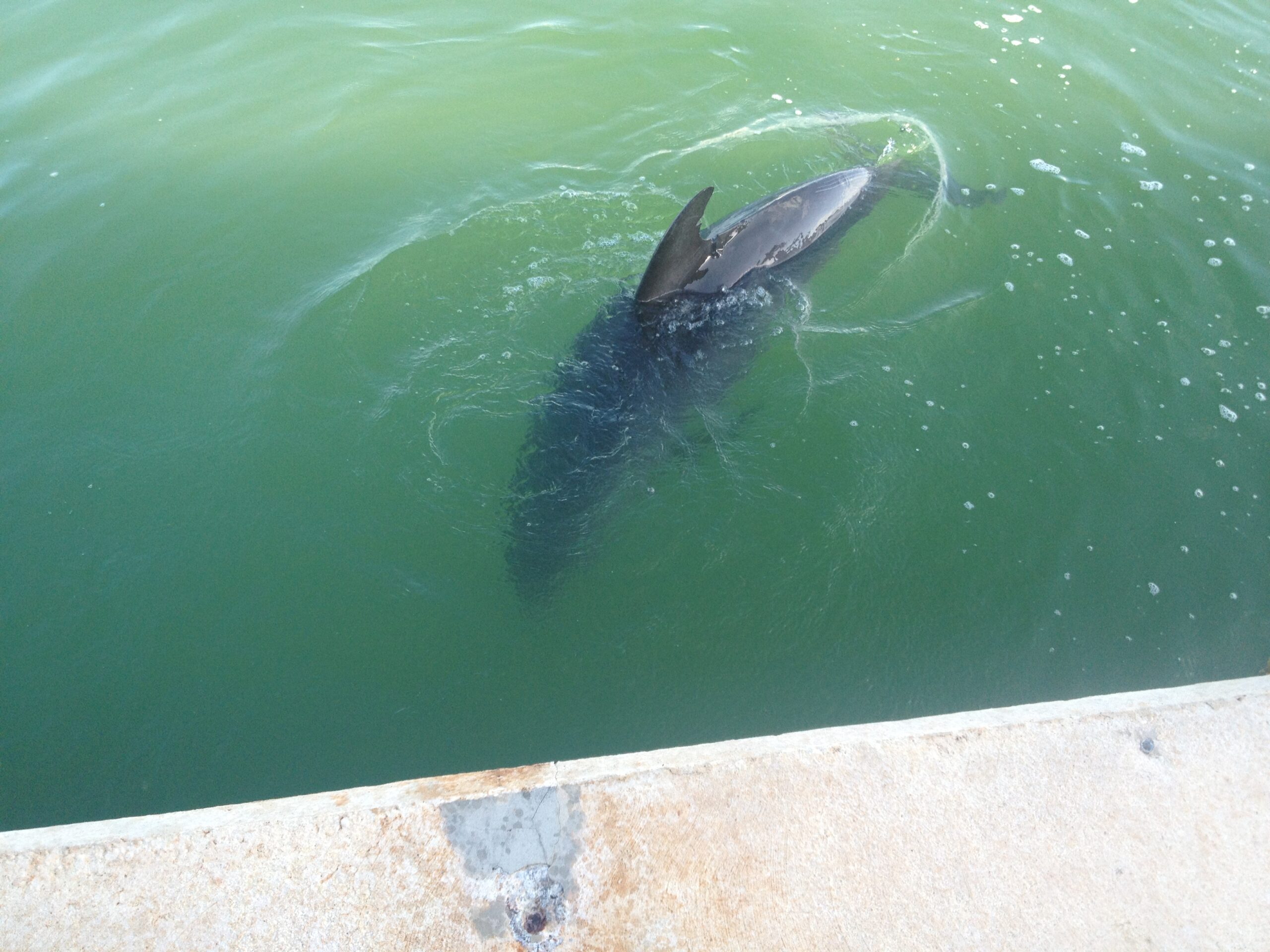 Once in a lifetime Dolphin encounter.!